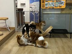 -南京Hallo宠物乐园·哈罗犬舍·柴犬繁育基地