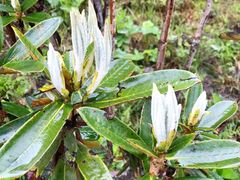 -硗碛藏寨·神木垒景区