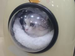 -宠爱国际动物医院· 猫科· 外科·中兽医(长白店)