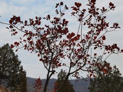 -北京十三陵国家森林公园蟒山景区