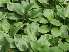 -黑龙江省森林植物园