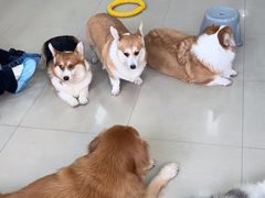 -汪说·狗咖(旺城大厦店)
