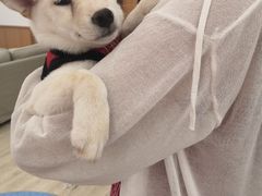 -豆柴町-柴犬主题狗咖(红鼎国际C座店)