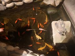 -馬蘭花開(车站大道店)