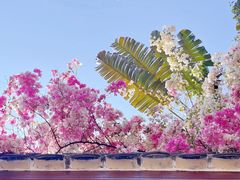 -深圳国际园林花卉博览园