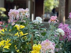 -惠山古镇·寄畅园