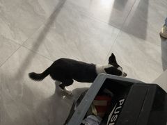 -德元·美联众合24小时动物医院(总院)