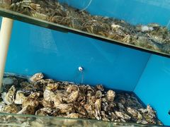 -港畔赶海蒸汽海鲜烧烤自助(仙螺岛店)