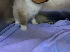 -创凡宠物医院·骨专科  猫科中心(西乡分院)