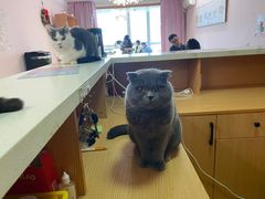 -Sweet cat·星愿猫咖(国贸大厦店)