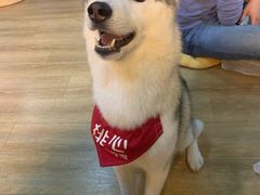 -Husky Go! 哈士奇体验馆·宠物咖啡厅狗咖