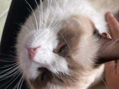 -喵屿·大理花园猫咖