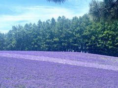-富田农场