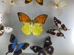 -上海大自然野生昆虫馆(东方明珠·爬宠昆虫探索中心)