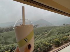 -白茶原·一片叶子