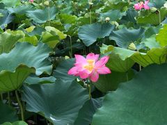 -长兴太湖图影湿地文化园