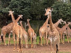 -广州长隆野生动物世界