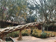 -瑞丽独树成林风景区