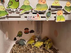 -吾叁·吉趣鸟咖(万科店)
