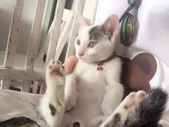 -海边的猫和咖啡馆