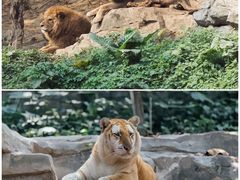 -广州长隆野生动物世界