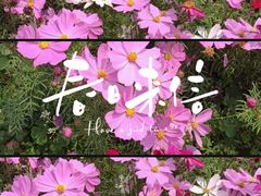 -天适樱花悠乐园