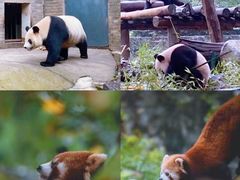 -都江堰中华大熊猫苑