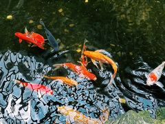 -广州白天鹅宾馆