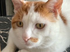 -平行世界·猫咖(首经贸店)