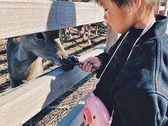 -安德鲁户外烧烤帐篷营地(马泉营店)