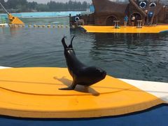 -秦皇岛乐岛海洋王国