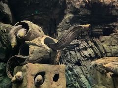 -珠海长隆海洋王国