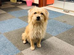 -1013 PET SHOP 宠物商店(近铁城市广场店)