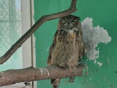 -西霞口神雕山野生动物世界