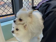 -怪兽屋·羊驼·猫咖·狗咖(俊华广场店)