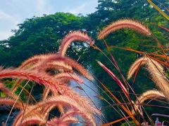 -中国科学院华南植物园