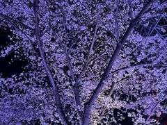 -西北湖绿化广场