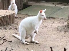-合肥野生动物园