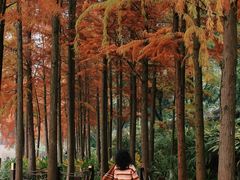 -重庆彩云湖湿地公园