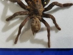 -上海昆虫博物馆