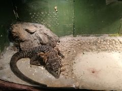 鳄-上海大自然野生昆虫馆