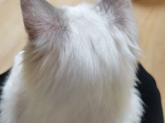 -Meowの猫咖(万家丽店)