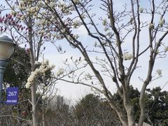 -顾村公园