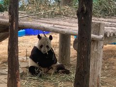 -西霞口神雕山野生动物世界