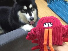 -1013 PET SHOP 宠物商店(近铁城市广场店)