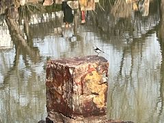 -司徒庙