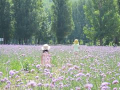 -紫海香堤香草艺术庄园