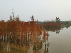 -白鹭湾湿地公园