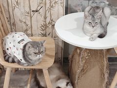 -楼上猫咖(罗湖店)