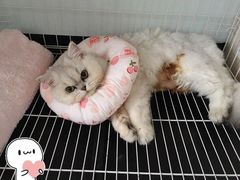 -瑞派旺宝宠物医院·犬猫全科综合·尿道专科(莲兴院)